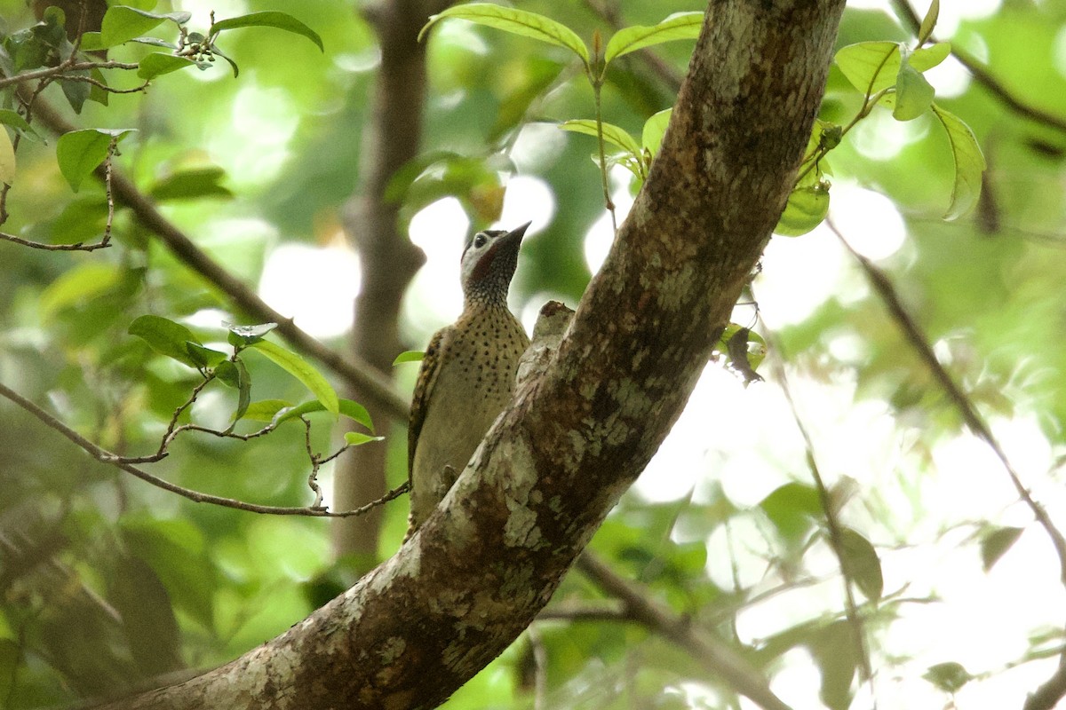 Spot-breasted Woodpecker - ML638788904