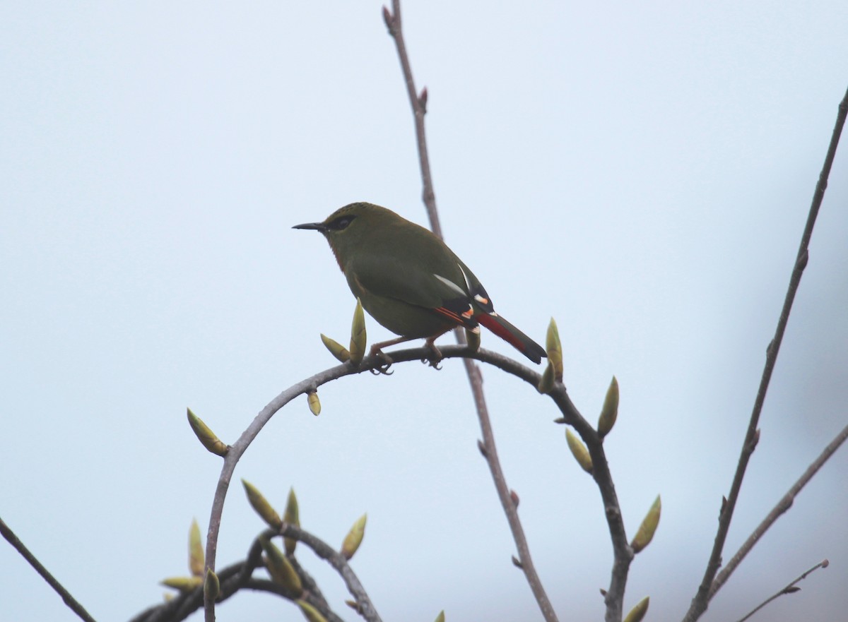 Fire-tailed Myzornis - ML638788913