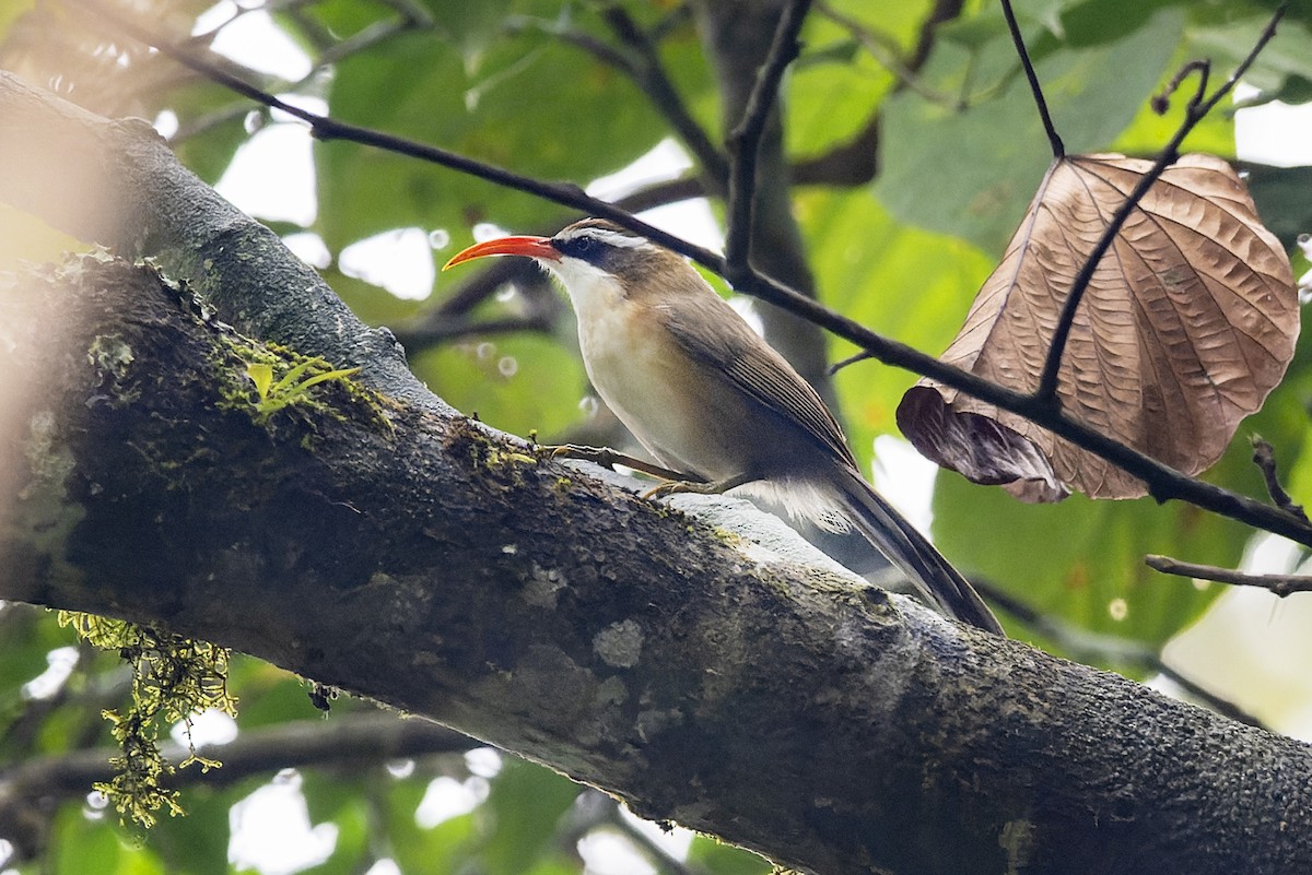 Red-billed Scimitar-Babbler - ML638788916