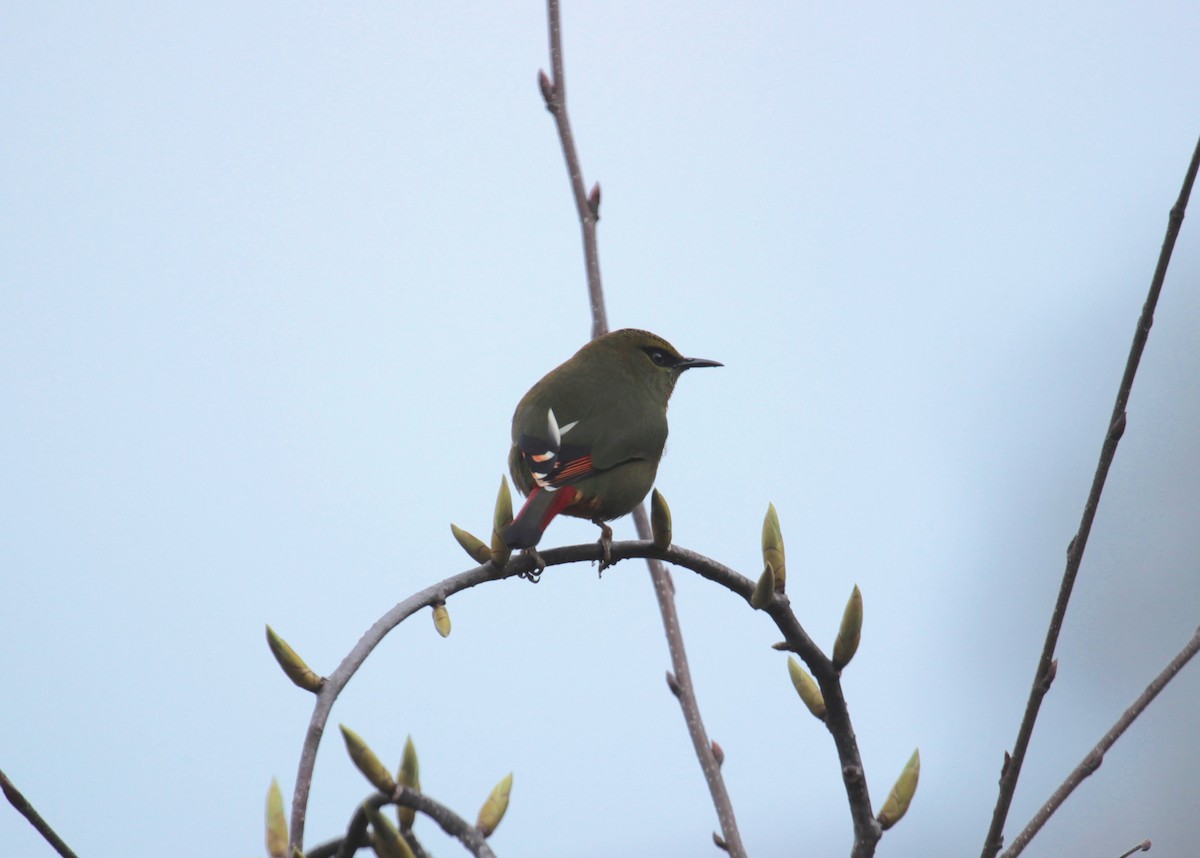 Fire-tailed Myzornis - ML638788921