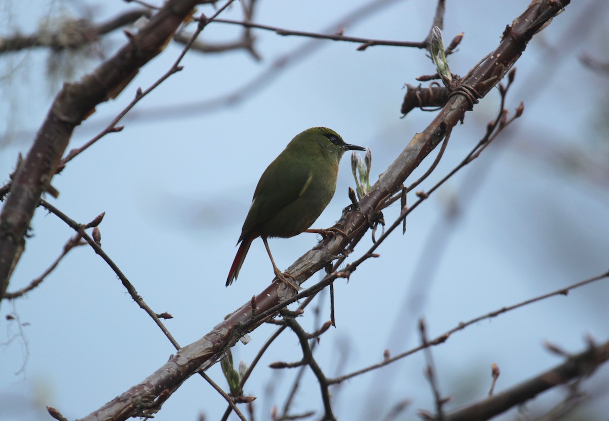 Fire-tailed Myzornis - ML638788926
