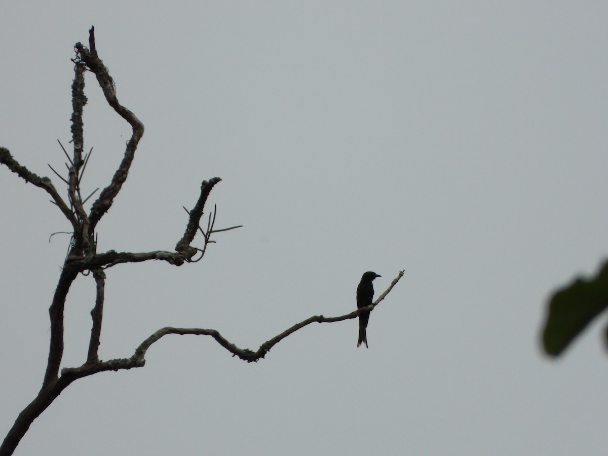 Black Drongo - ML638788927