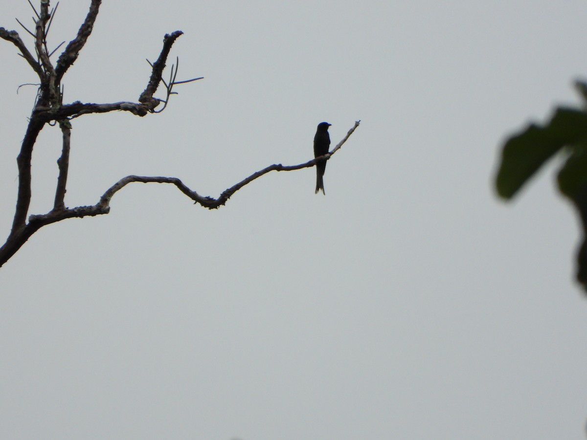 Black Drongo - ML638788928