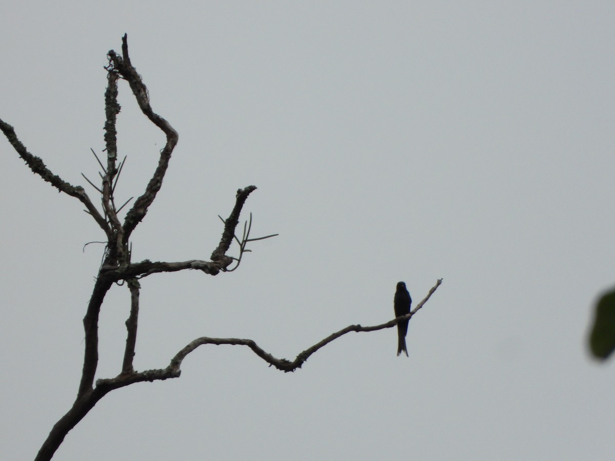 Black Drongo - ML638788929