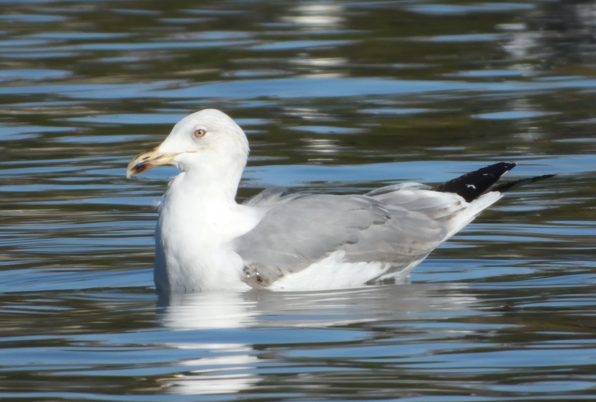 Yellow-legged Gull - ML638788931