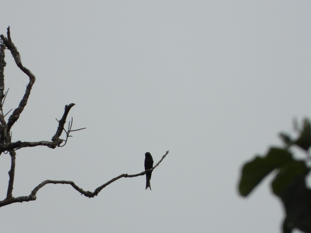 Black Drongo - ML638788932