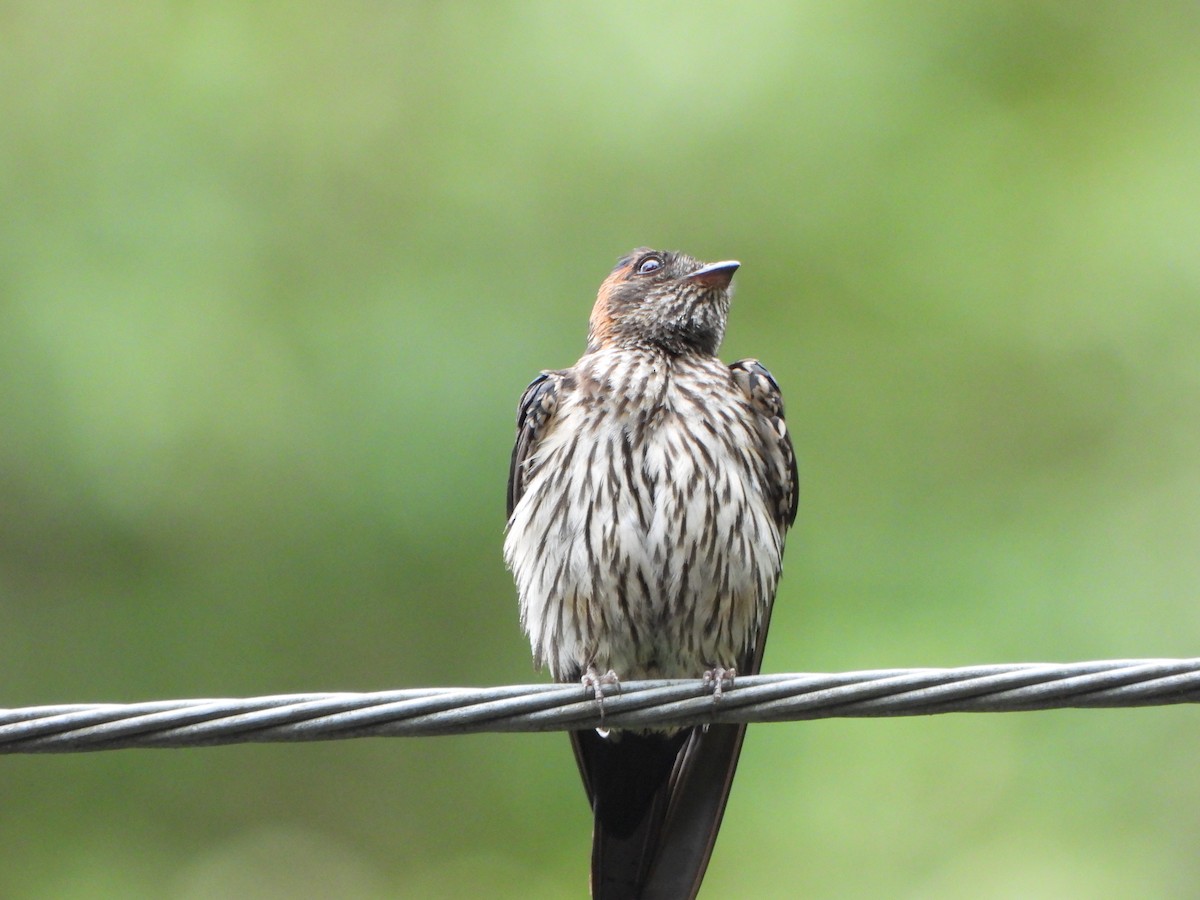 Eastern Red-rumped Swallow - ML638788945