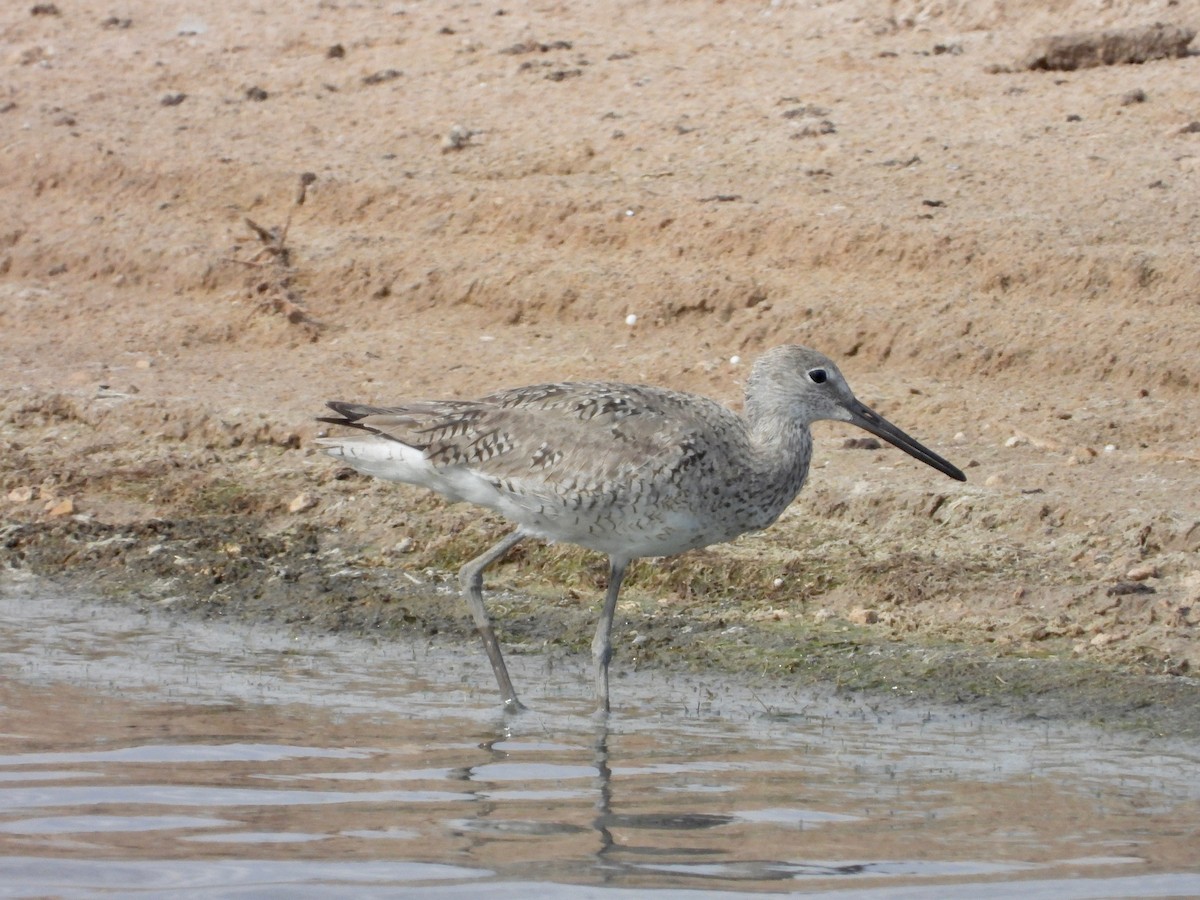 Willet - ML638788947