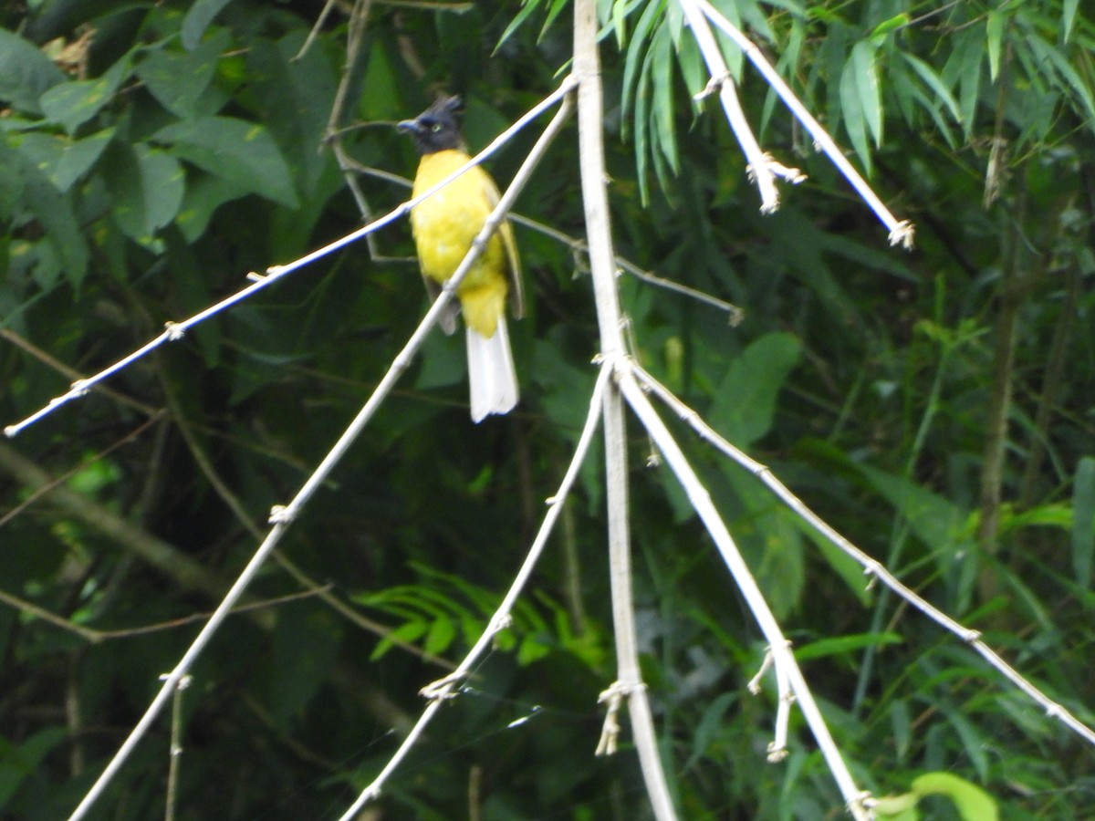 Black-crested Bulbul - ML638788952