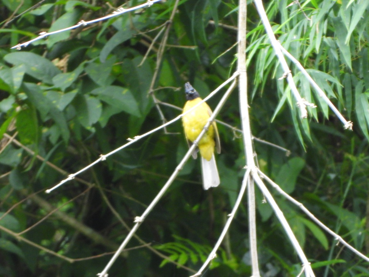 Black-crested Bulbul - ML638788956