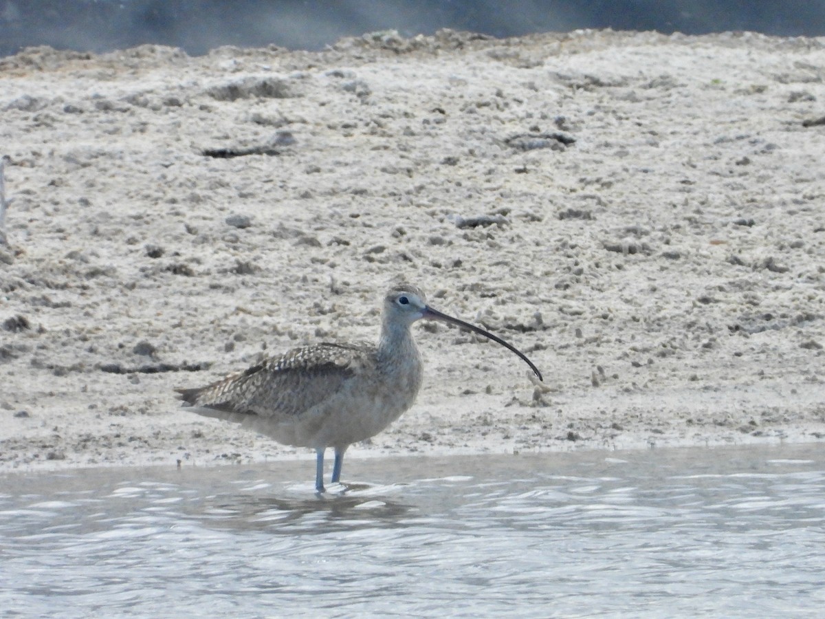 Long-billed Curlew - ML638788967
