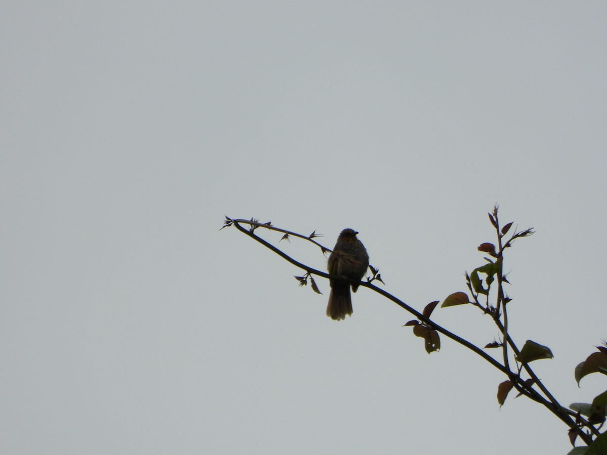 Stripe-throated Bulbul - ML638788969