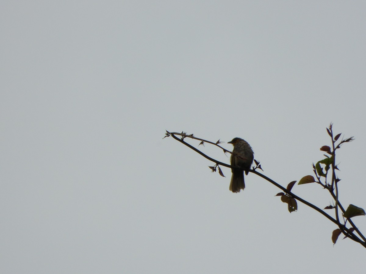 Stripe-throated Bulbul - ML638788974