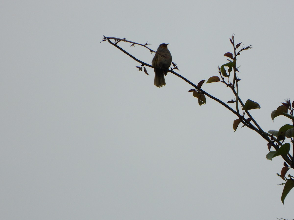 Stripe-throated Bulbul - ML638788975