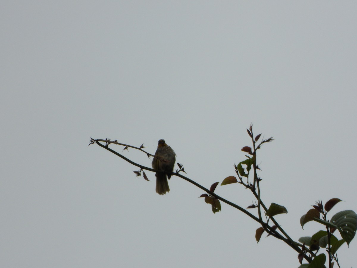 Stripe-throated Bulbul - ML638788982