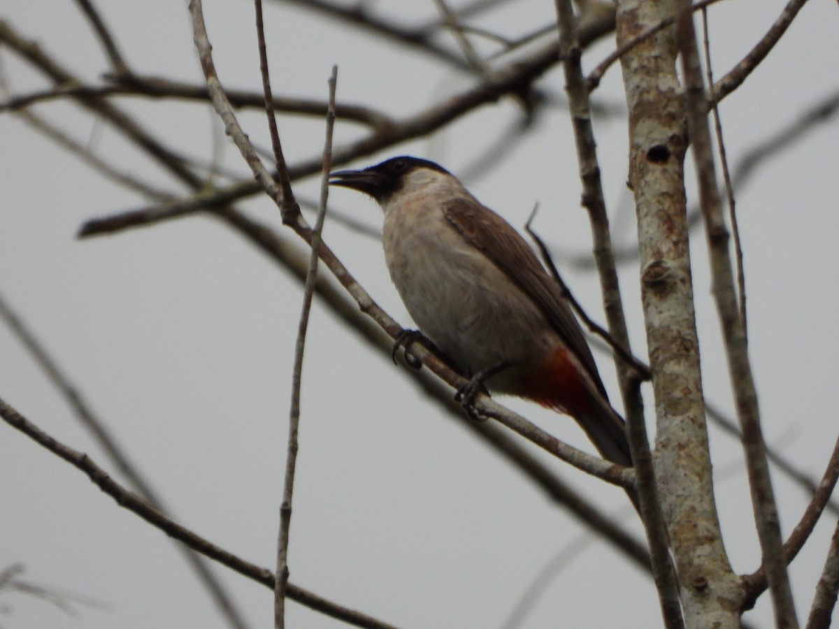 Sooty-headed Bulbul - ML638789005