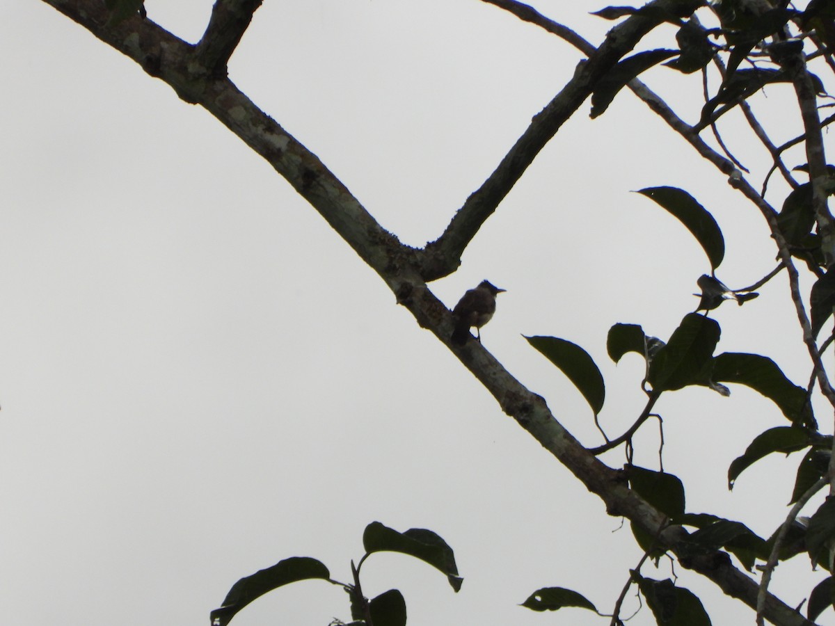 Sooty-headed Bulbul - ML638789027