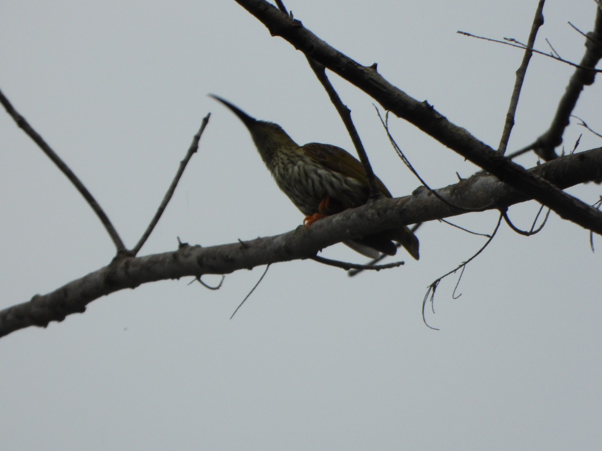 Streaked Spiderhunter - ML638789053
