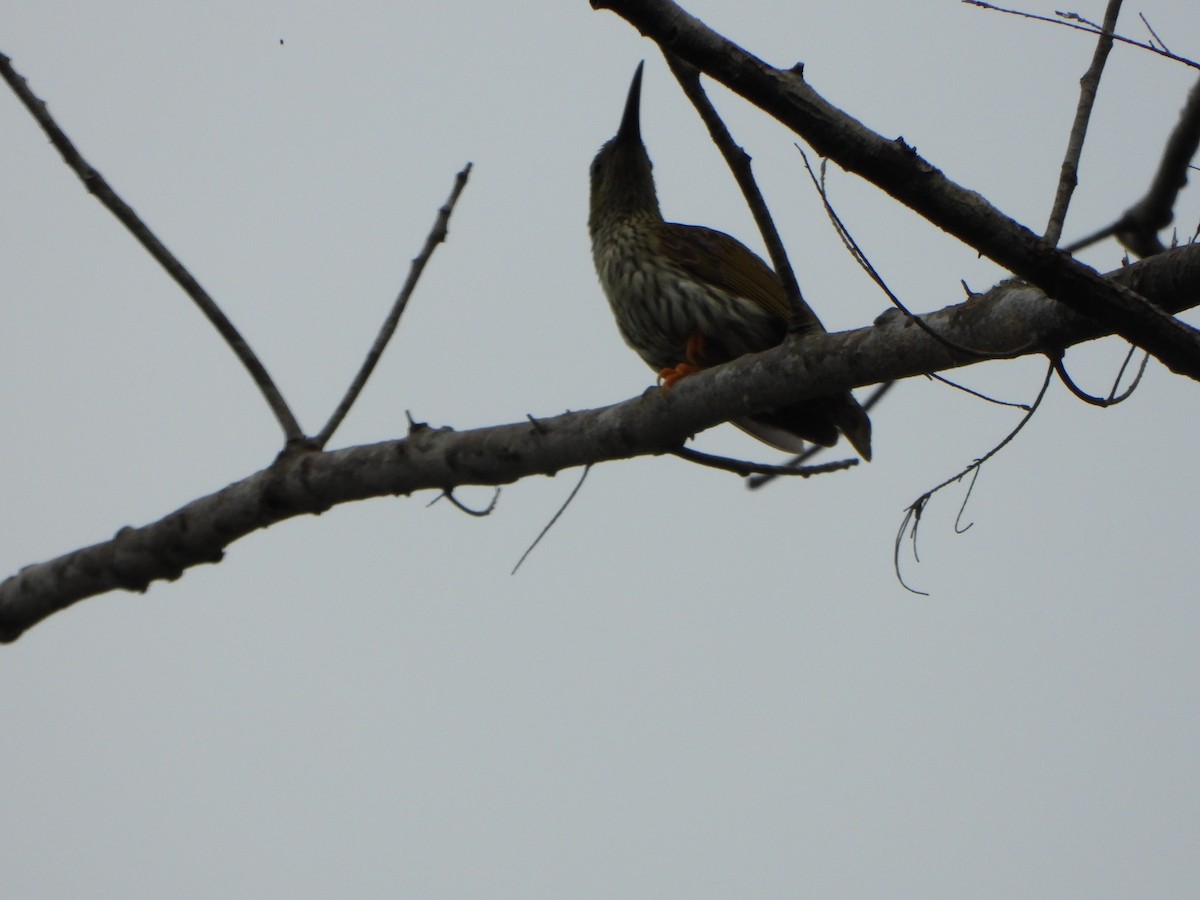 Streaked Spiderhunter - ML638789057