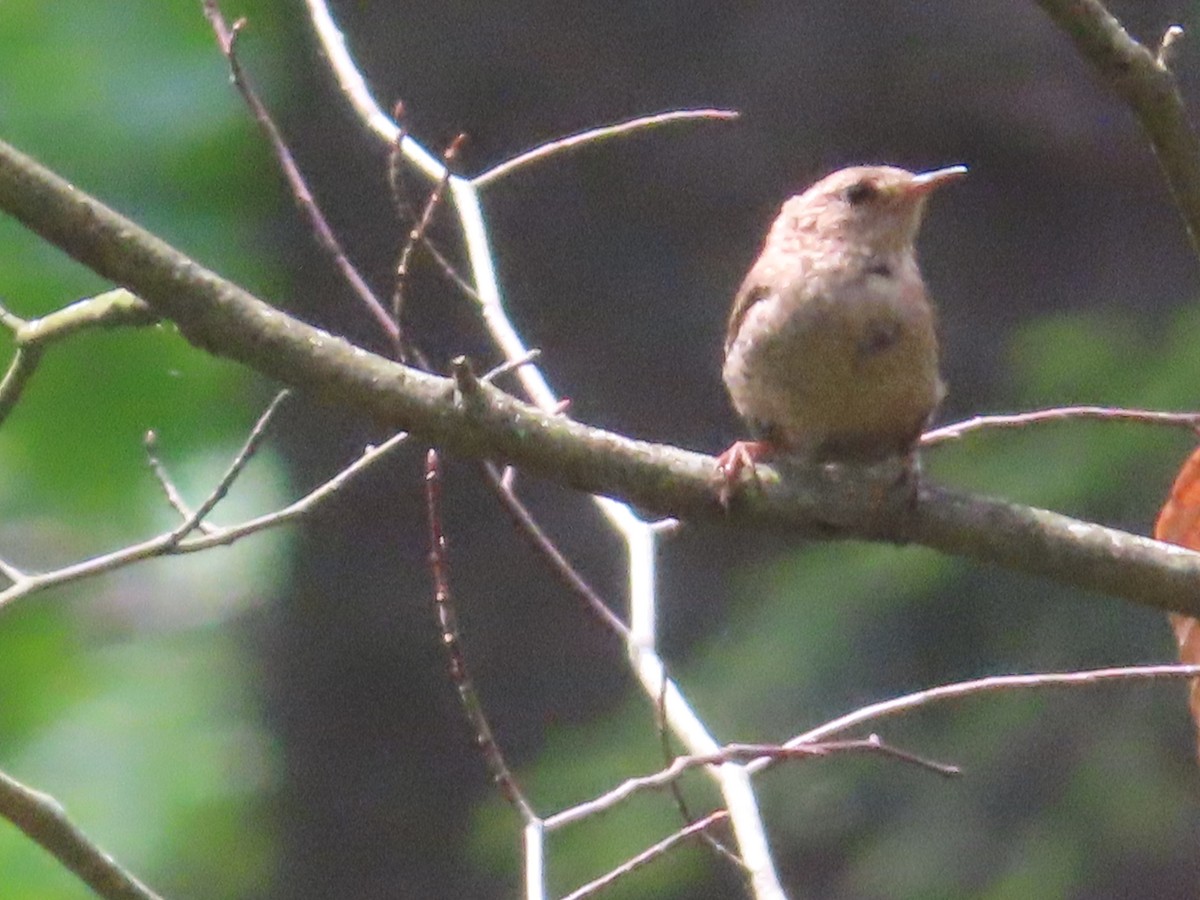 Winter Wren - ML638789076