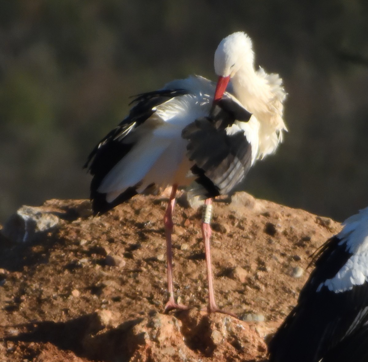 White Stork - ML638789077