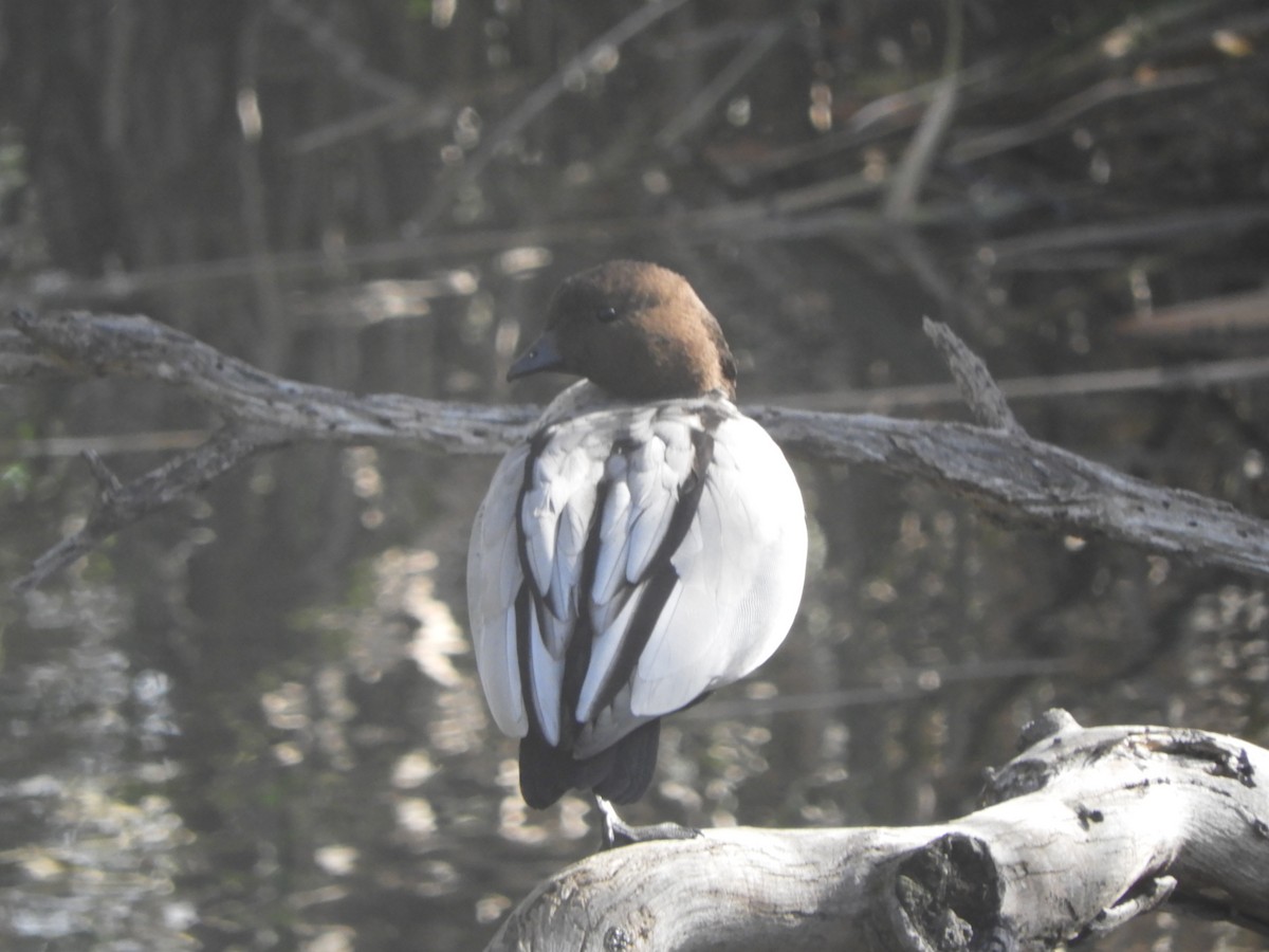 Maned Duck - ML638789120