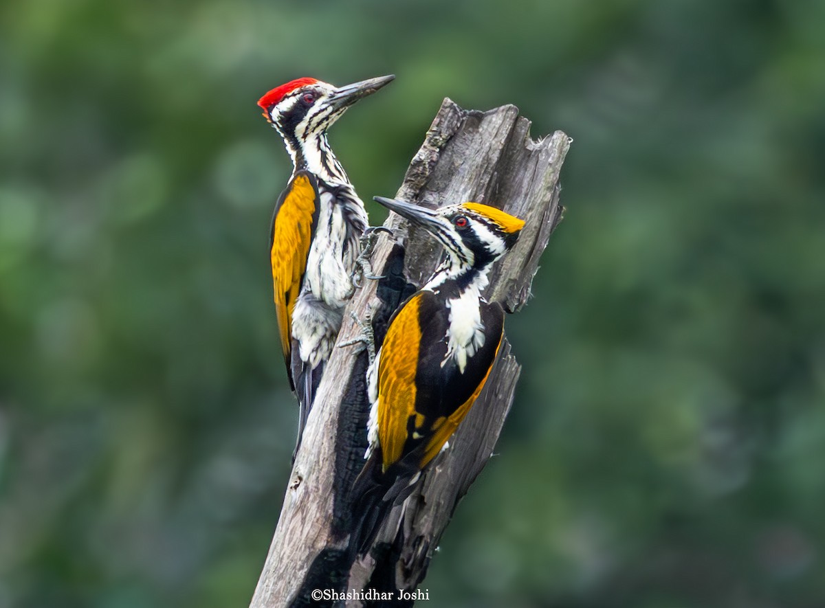 White-naped Woodpecker - ML638789133