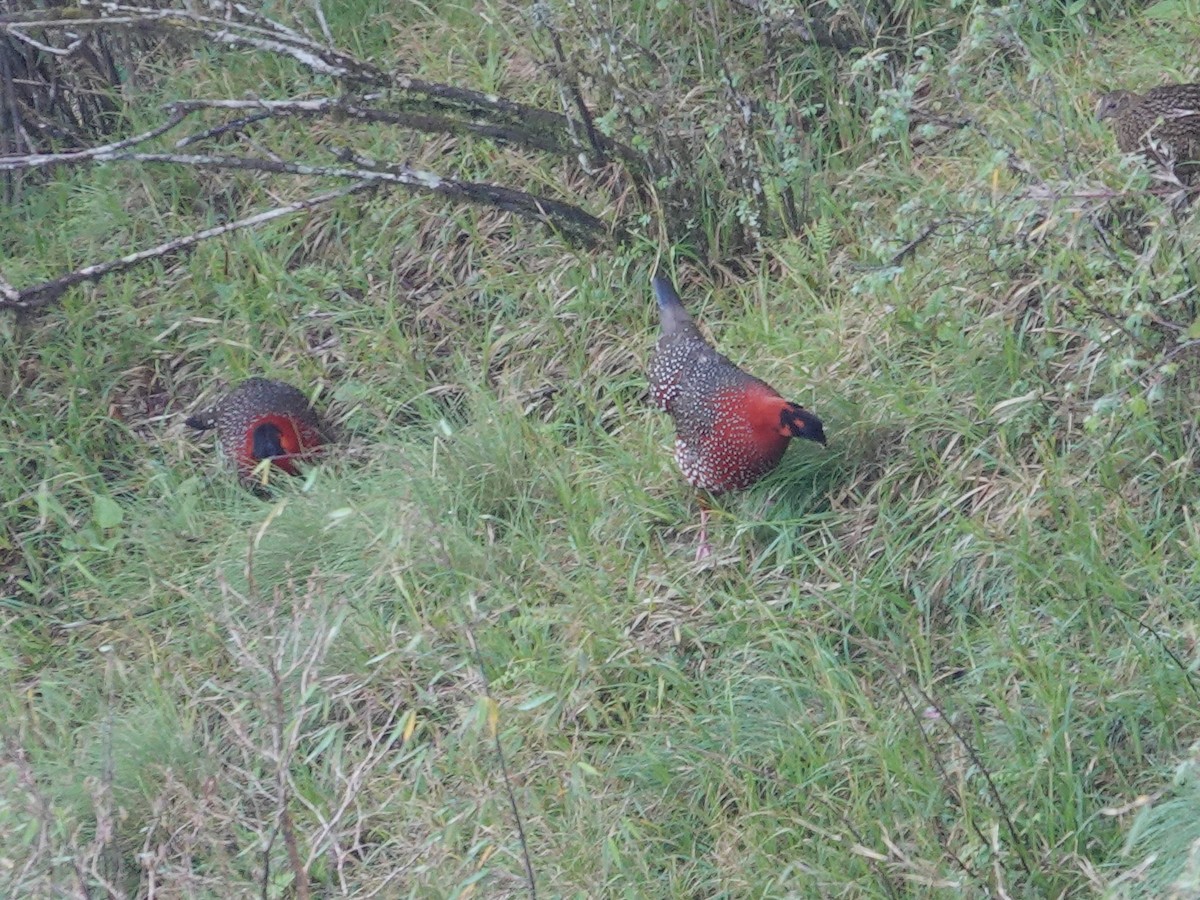 Satyr Tragopan - ML638789154