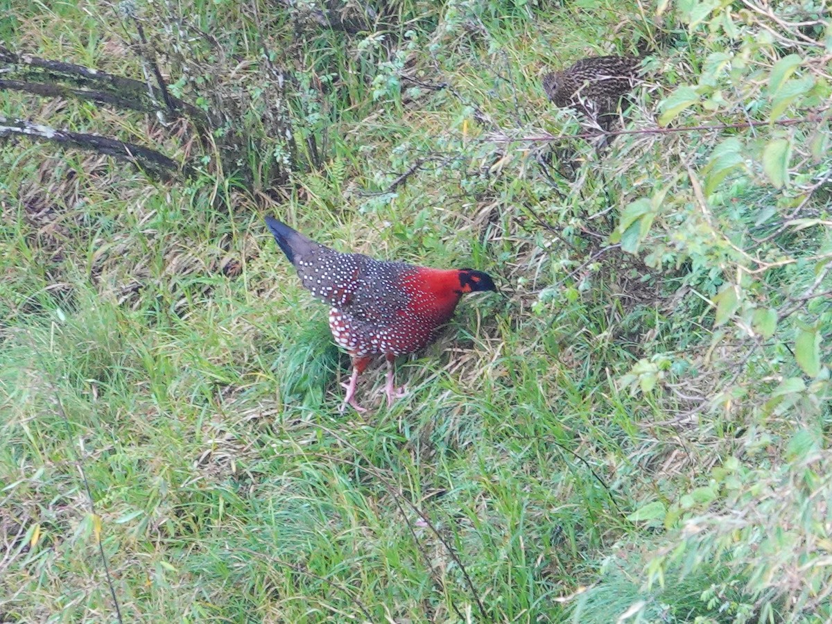 Satyr Tragopan - ML638789155