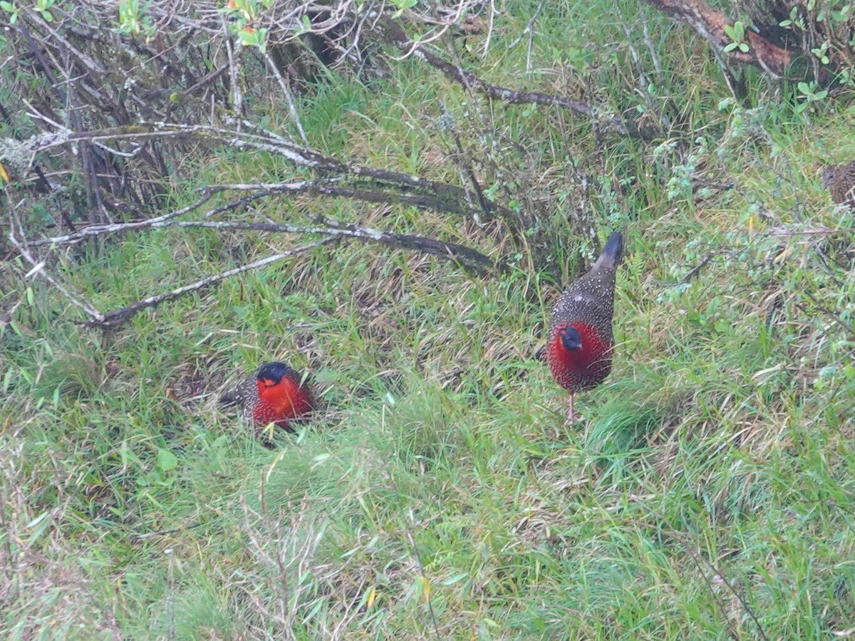 Satyr Tragopan - ML638789156
