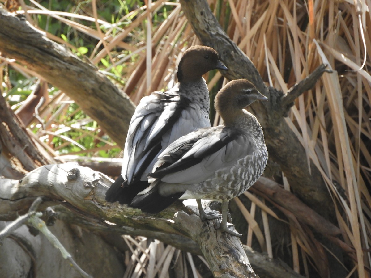 Maned Duck - ML638789160