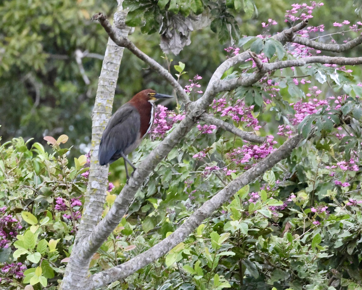 Rufescent Tiger-Heron - ML638789228