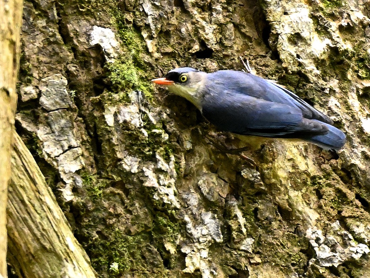 Velvet-fronted Nuthatch - ML638789259