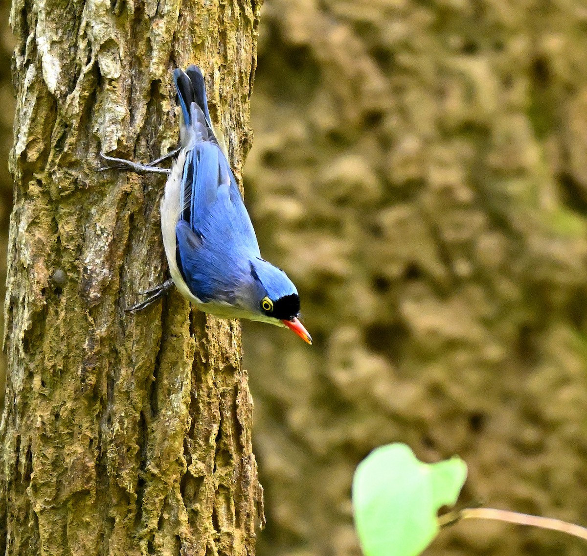 Velvet-fronted Nuthatch - ML638789260