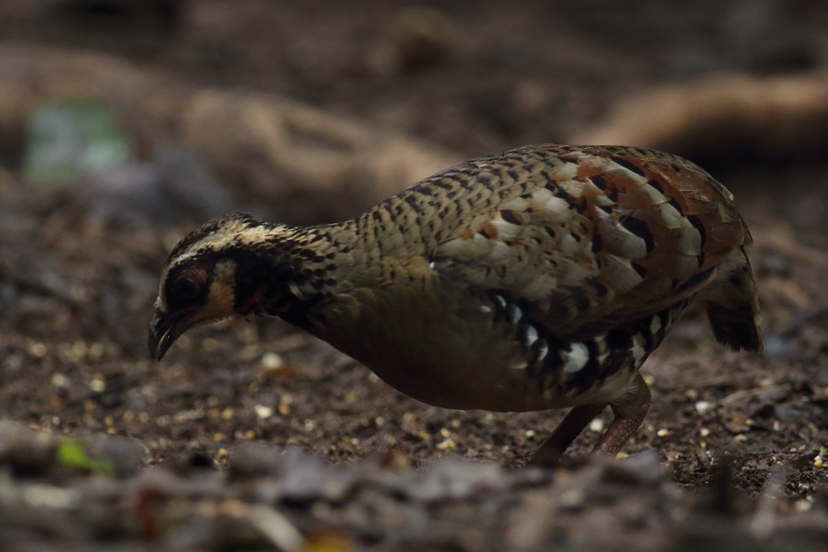 Bar-backed Partridge - ML638789275