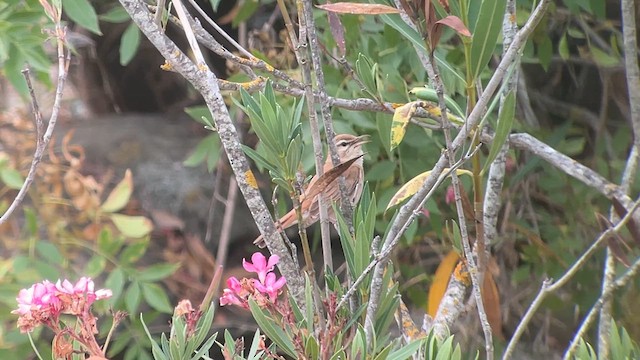 Rufous-tailed Scrub-Robin (Rufous-tailed) - ML638789310