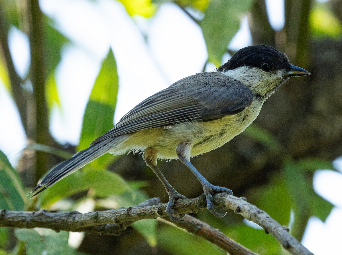 Marsh Tit - ML638789329