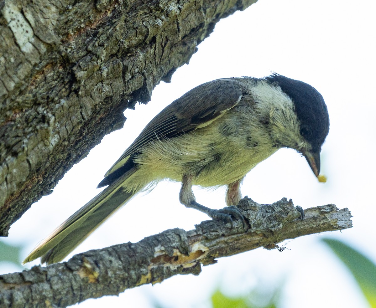 Marsh Tit - ML638789334