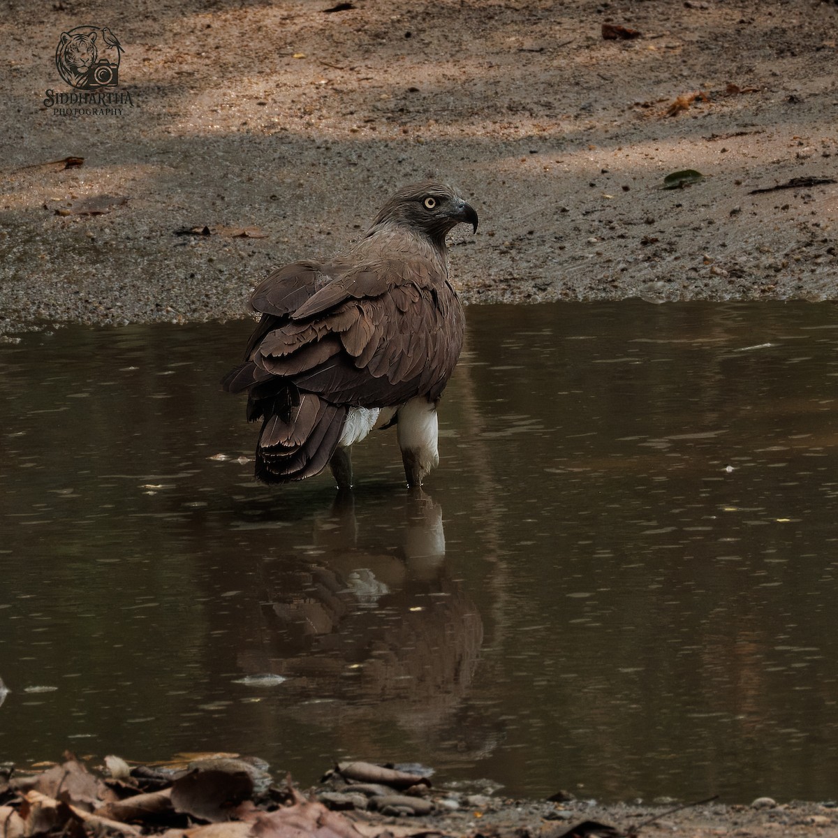 Малый рыболов - ML638789336