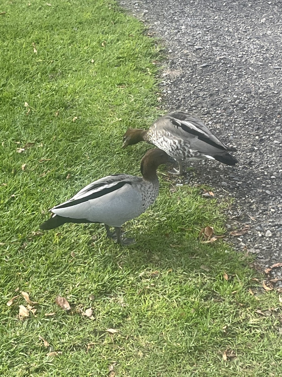 Maned Duck - ML638789419