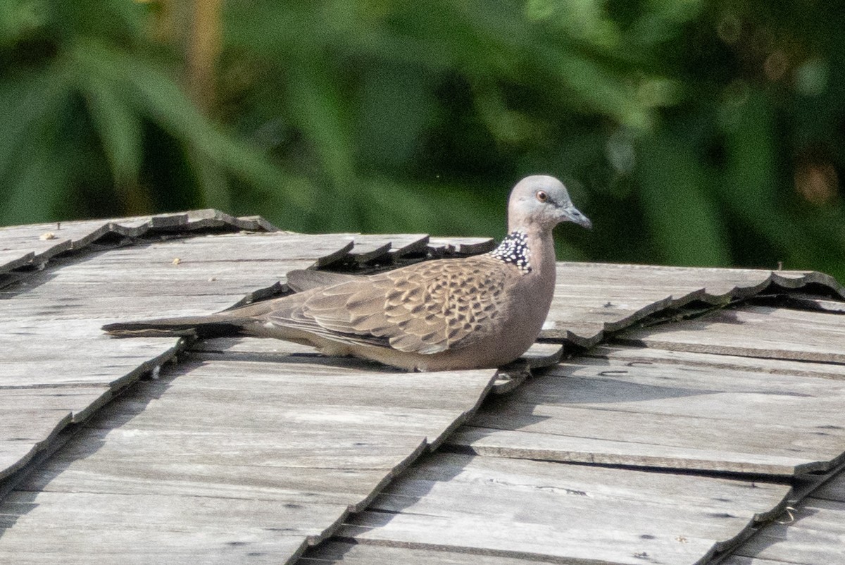 Spotted Dove - ML638789462