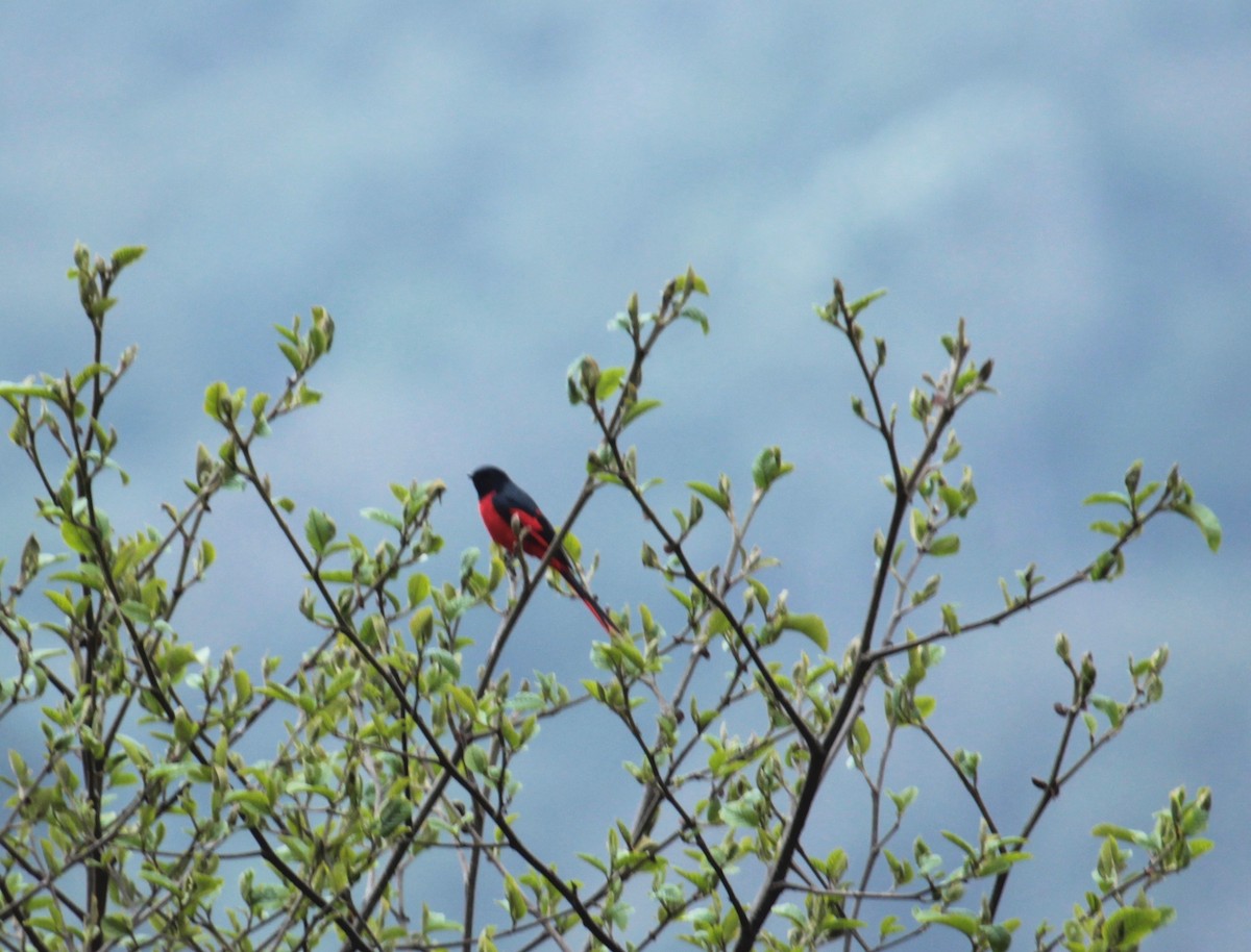 Short-billed Minivet - ML638789507