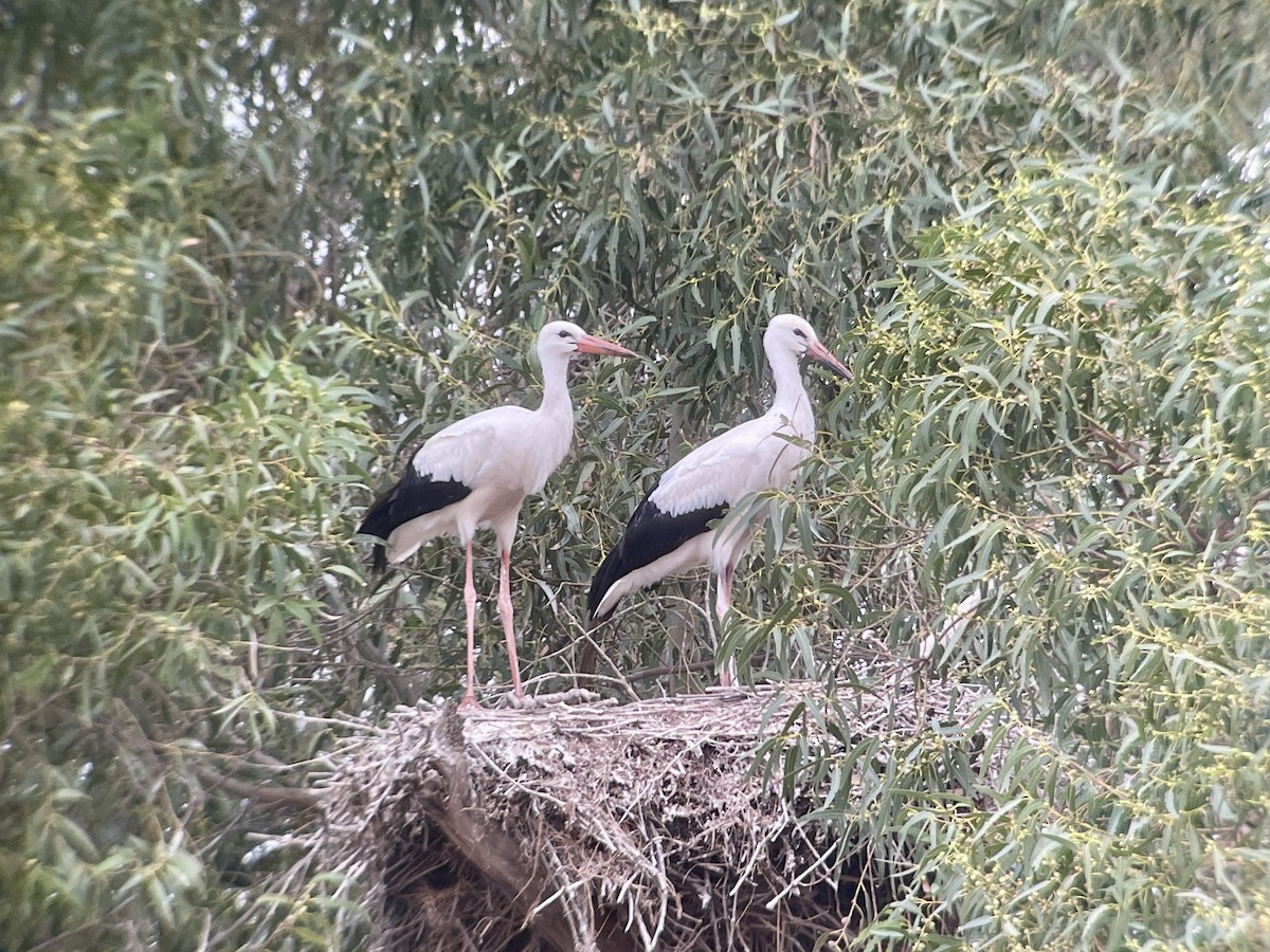 Weißstorch - ML638789553