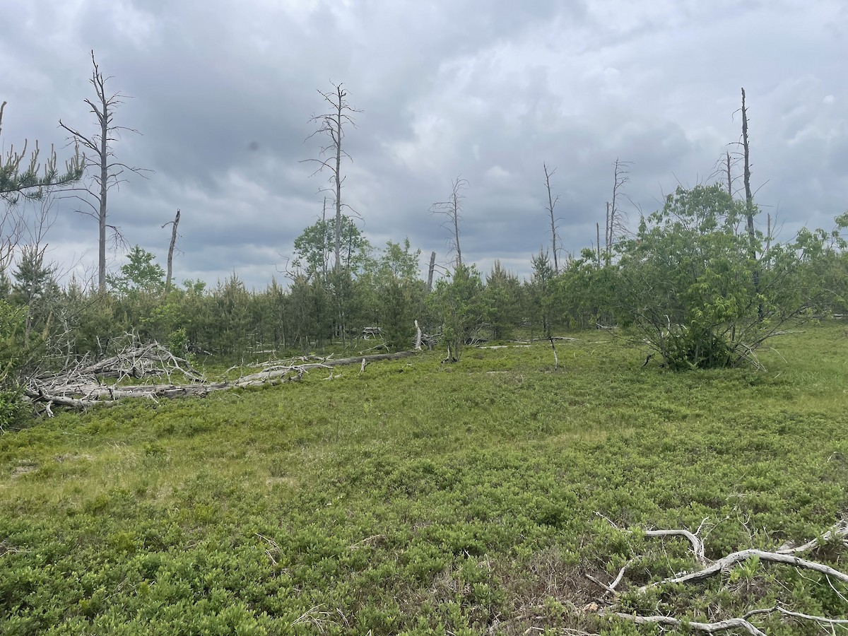 null - ML638789578