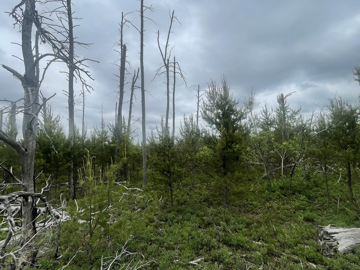 null - ML638789581
