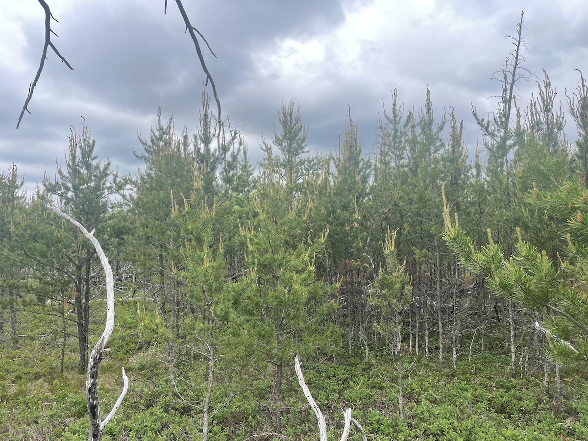 null - ML638789588