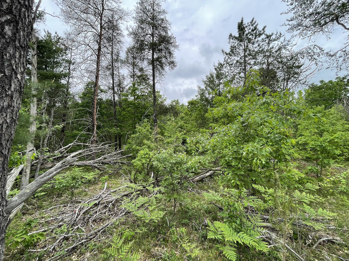 null - ML638789589