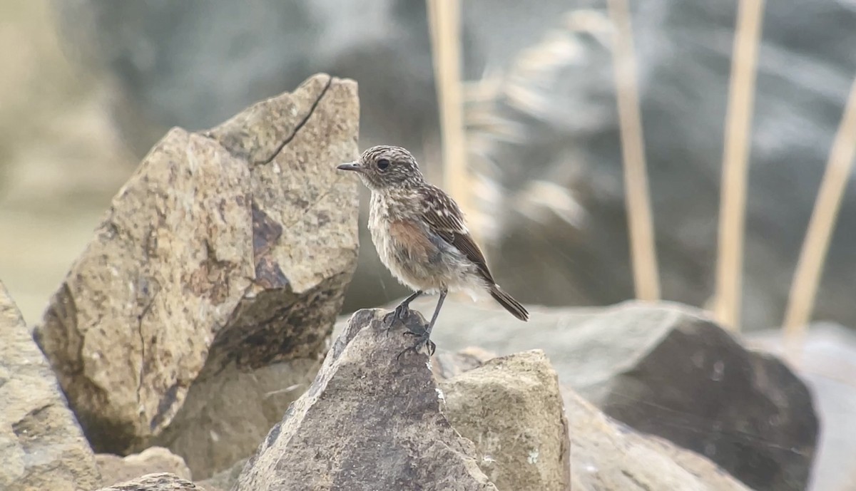 Schwarzkehlchen - ML638789611