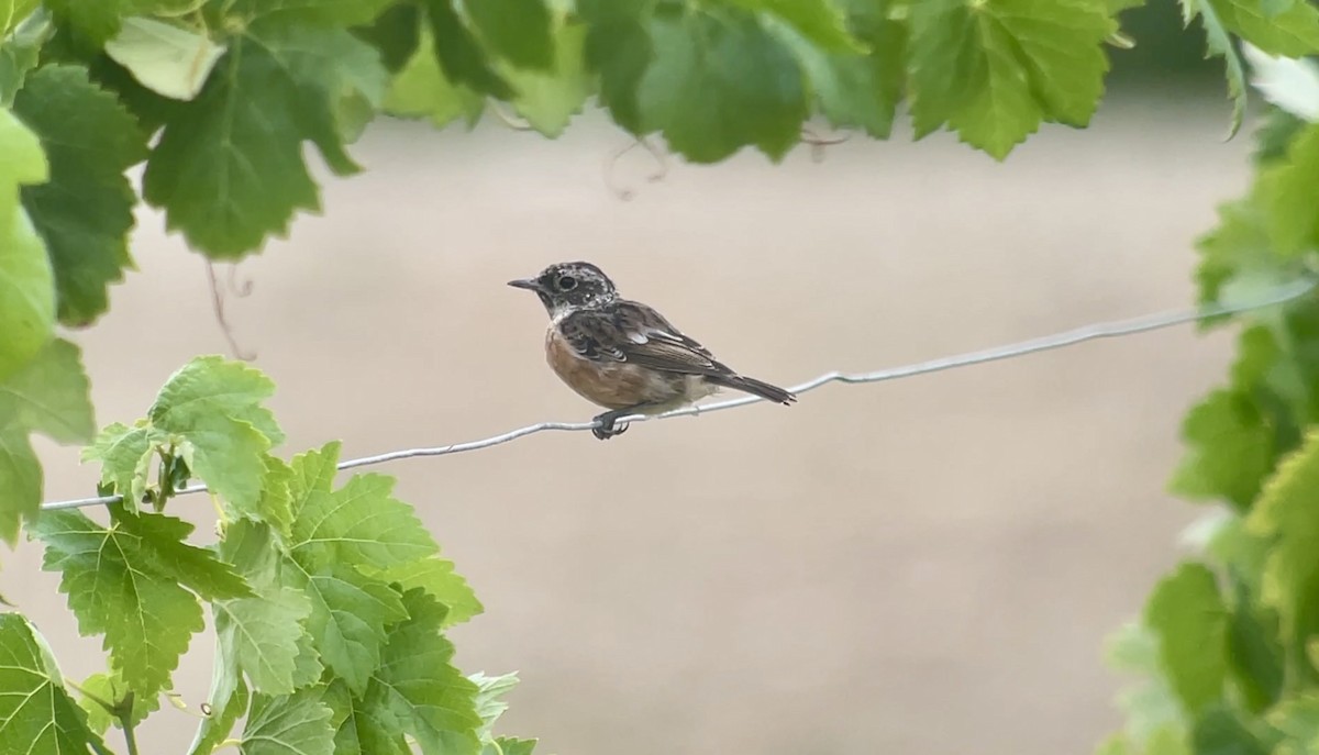 Schwarzkehlchen - ML638789612