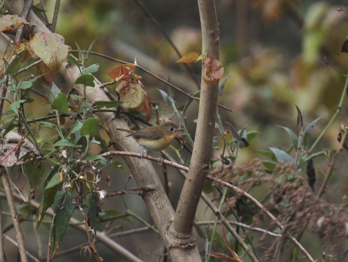 Himalayan Bluetail - ML638789614